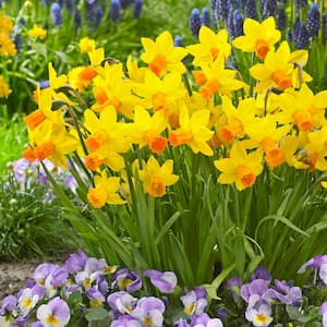 12/14 cm, Jetfire Mix Cyclamineus Daffodil Flower Bulbs (Bag of 25)