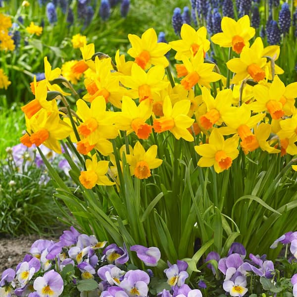 Garden State Bulb 12/14 cm, Jetfire Mix Cyclamineus Daffodil Flower Bulbs (Bag of 25)