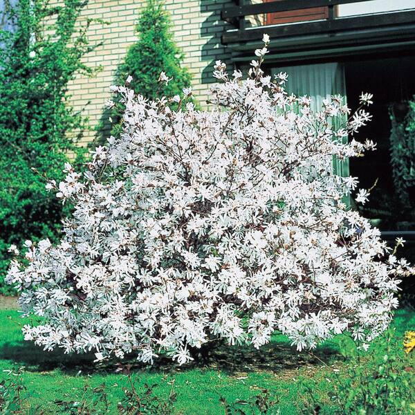 DIRECT GARDENING 3 Gal. Pot, Royal Star Magnolia Tree Potted