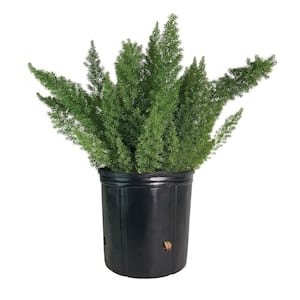 1.72 Gal. Foxtail Fern Asparagus Meyerii Evergreen Plant (1-Pack)