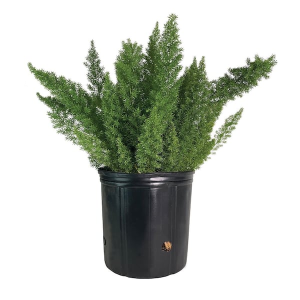 1.72 Gal. Foxtail Fern Asparagus Meyerii Evergreen Plant (1-Pack)