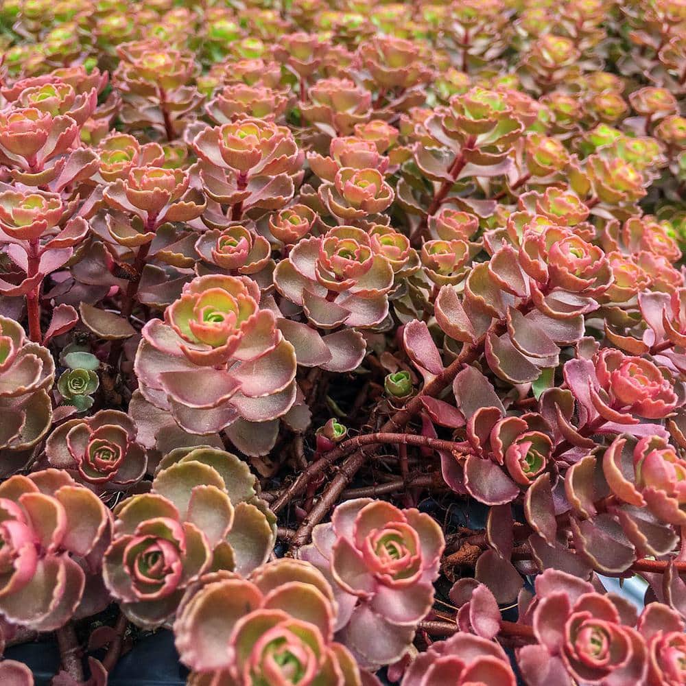 Spring Hill Nurseries 3 In Pot Dragon S Blood Sedum Groundcover Live Bareroot Perennial Plant Blue Foliage With Red Flowers 1 Pack The Home Depot