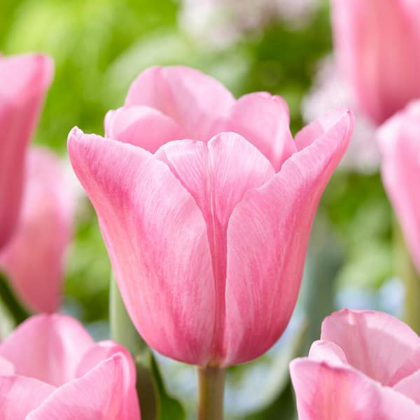 Garden State Bulb 12/Plus cm, Mistress Triumph Tulip Flower Bulbs, Pink (Bag of 50)
