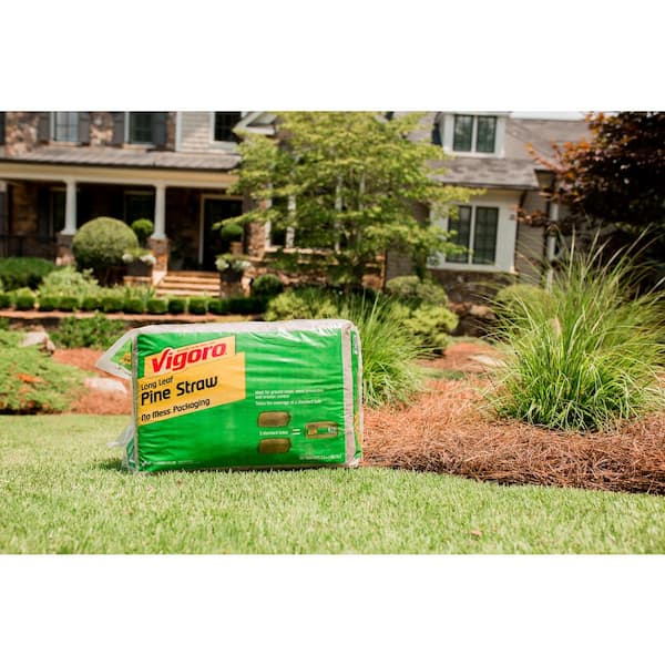 Vigoro - 3,500 sq. ft. Bagged Long Leaf Pine Needle Mulch Pallet, 35-Count (100 sq. ft./unit)
