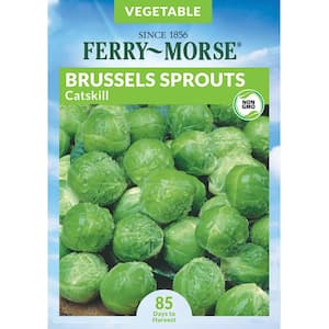 Brussels Sprouts Catskill Seed