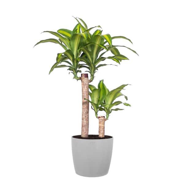 United Nursery Mass Cane Plant 2 Stem Live Dracaena Indoor Outdoor Plant in 10 inch Premium Sustainable Ecopots White Grey Pot