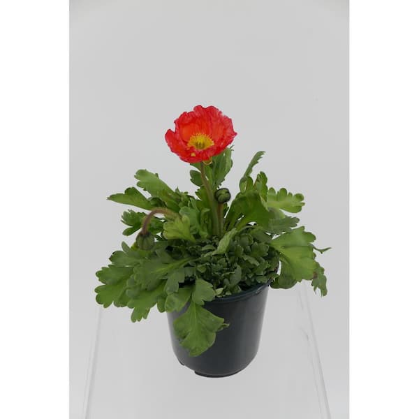 Unbranded Perennial Papaver nudicaule Spring Fever 2.5 qt.