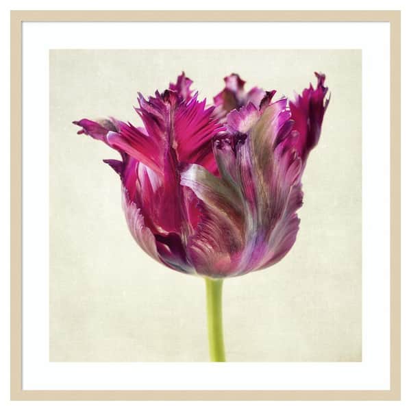 Amanti Art Single Parrot Tulip II by Dianne Poinski 33 in. W x 33 in. H. Wood Framed Wall Art Print Framed in Brown