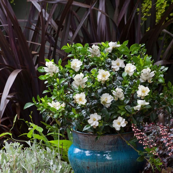 Unbranded - 2.25 Gal. Gardenia Frostproof Shrub with White Flowers