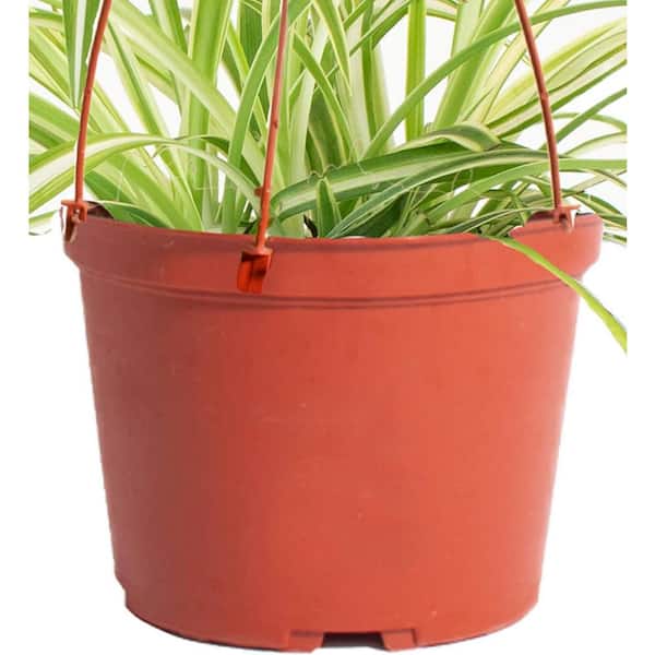 Shop Succulents Spider Plant Live Indoor Plant, Easy Care Air Purifying  Hanging Houseplant in 6 in. Grower Pot with Hanger 1-SPIDER-6 - The Home  Depot