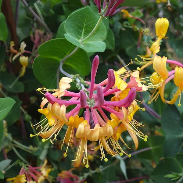 national PLANT NETWORK 4 in. Honeysuckle Peaches and Cream Plant (3 ...