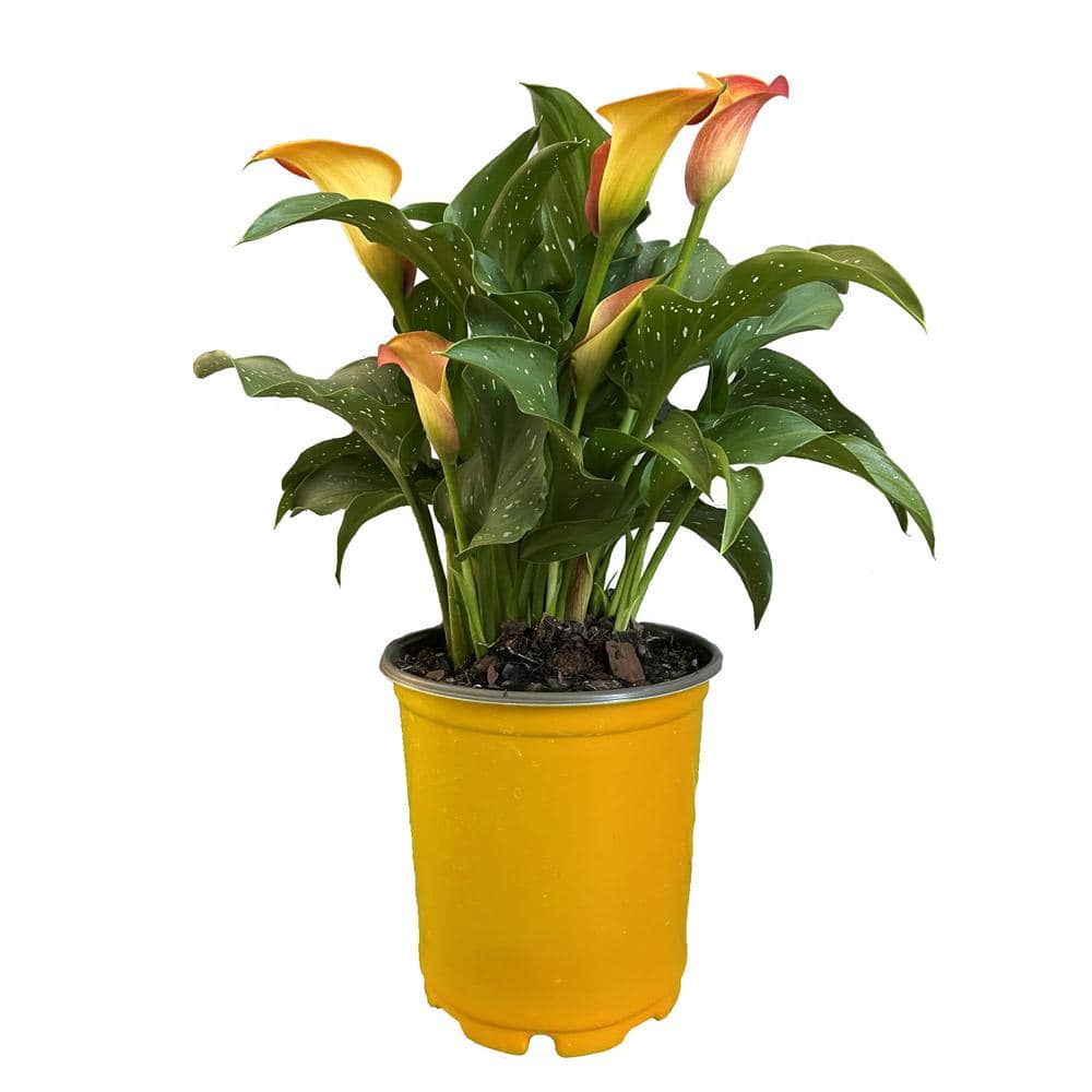 1 Gal. Calla Lily Plant with Bright Orange Blooms