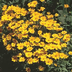 1 Gal. Yellow Tickseed Plant