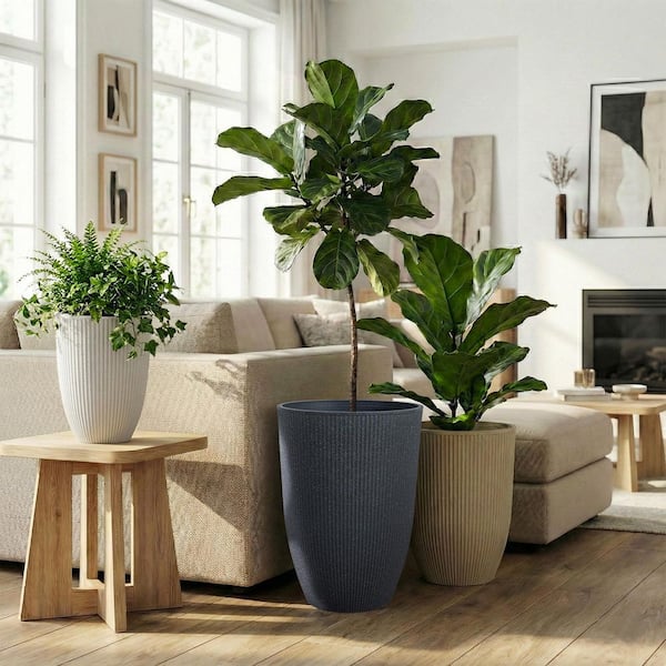 philodendron gloriosum dehner Philodendron gloriosum  Foliage Factory