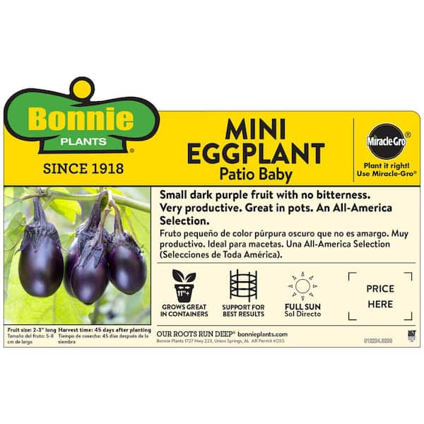 2.32 qt. Patio Baby Mini Eggplant Plant
