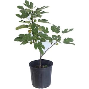 Ficus Audrey-Live Plant in a 10 Inch Pot-Ficus Benghalensis-Beautiful Ornamental Interior Tree