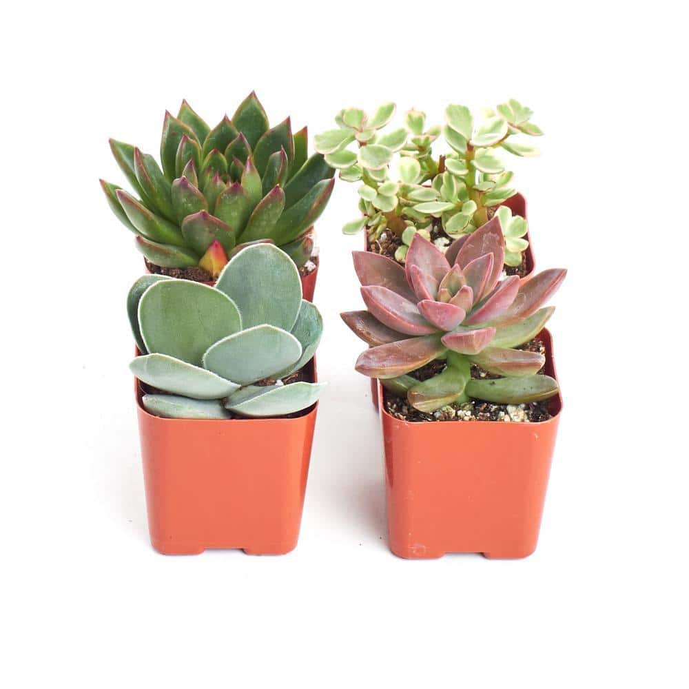2 in. Unique Succulent (Collection of 4)