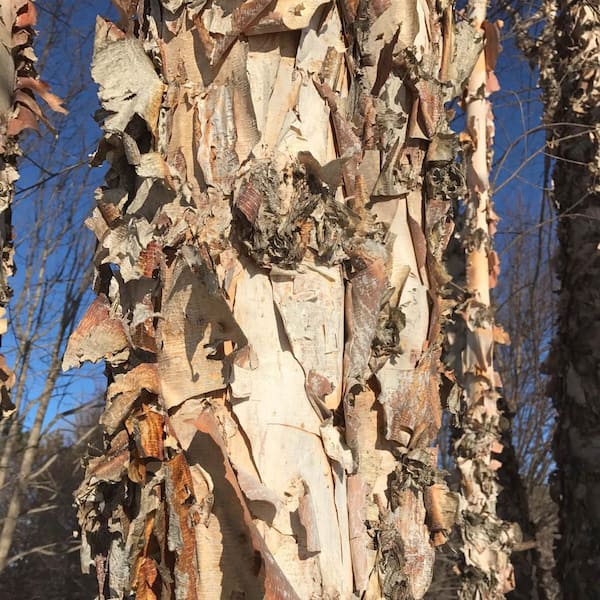 3 Gal. Northern Tribute River Birch Ornamental Tree Grown in a Pot (1-Pack)