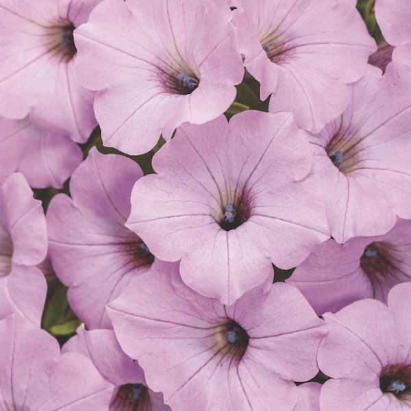PROVEN WINNERS 7 in. Royale Supertunia Vista Cool Jazz Petunia