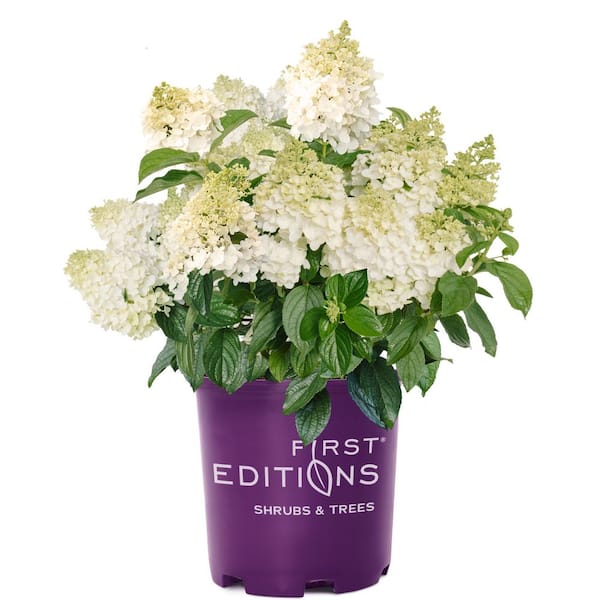 2 Gal. Hydrangea Little Hottie Plant with White Flowers