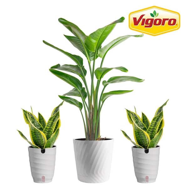 10 in. White Bird of Paradise and (2) 6 in. Sansevieria Snake Plant in White Decor Planter, (3 Pack)