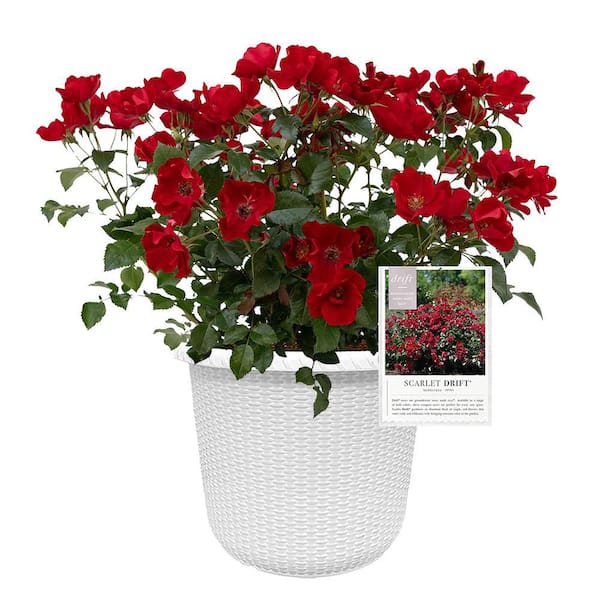 Drift 2 Gal. Scarlet Rose Plant with Red Flowers in Decorative