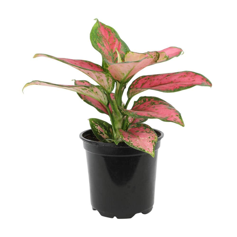 Aglaonema Beauty Pink and Green 18" Indoor Plant in Black Plastic Pot