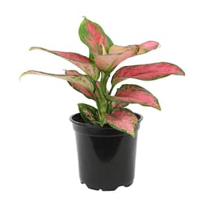 4.25 in. Pink Chinese Evergreen Aglaonema Beauty Live House Plant in Grower Pot
