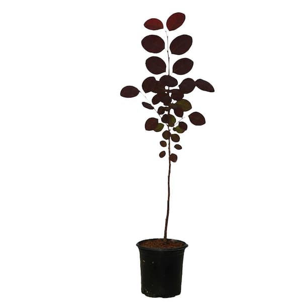 2 gal. Orangeola Deciduous Laceleaf Japanese Maple Tree MAPJOR02GH