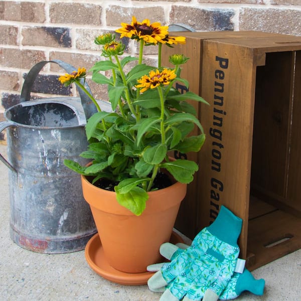 8 in. Medium Terra Cotta Clay Saucer