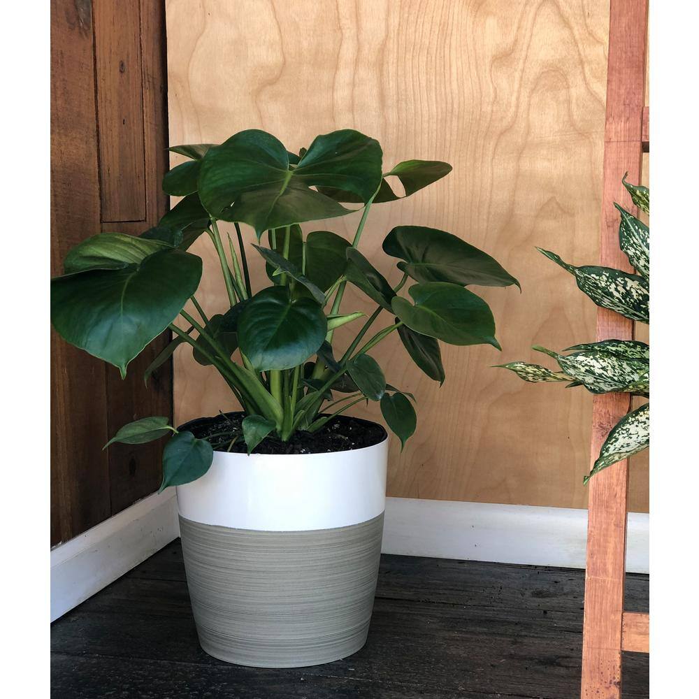 Buy Monstera Plant in 10 in. Grower Pot Online at Lowest Price in India