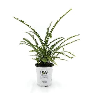 3.5 in. leafjoy littles Cute as a Button Sword Fern (Nephrolepis cordifolia) Live Indoor Plant in Grower Pot