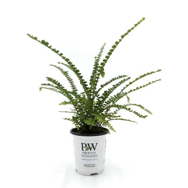 PROVEN WINNERS 3.5 in. leafjoy littles Cute as a Button Sword Fern (Nephrolepis cordifolia) Live Indoor Plant in Grower Pot