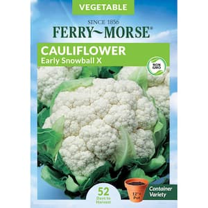 Cauliflower Early Snowball X Vegetable Seed