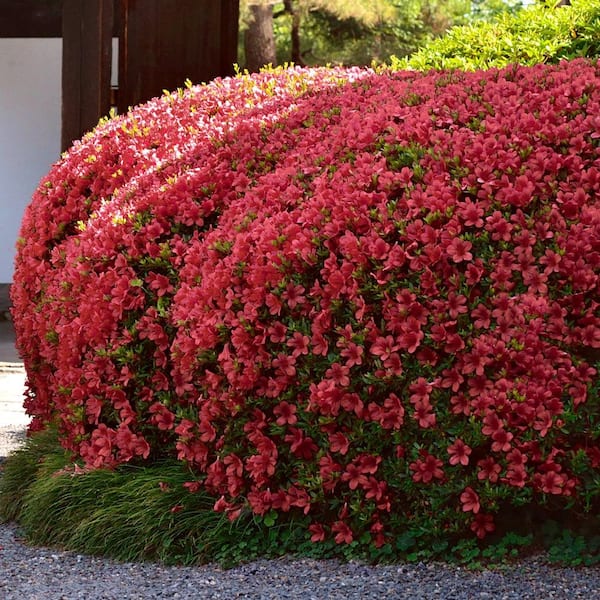 2.5 Qt. Girard Crimson Azalea Plant with Red Blooms