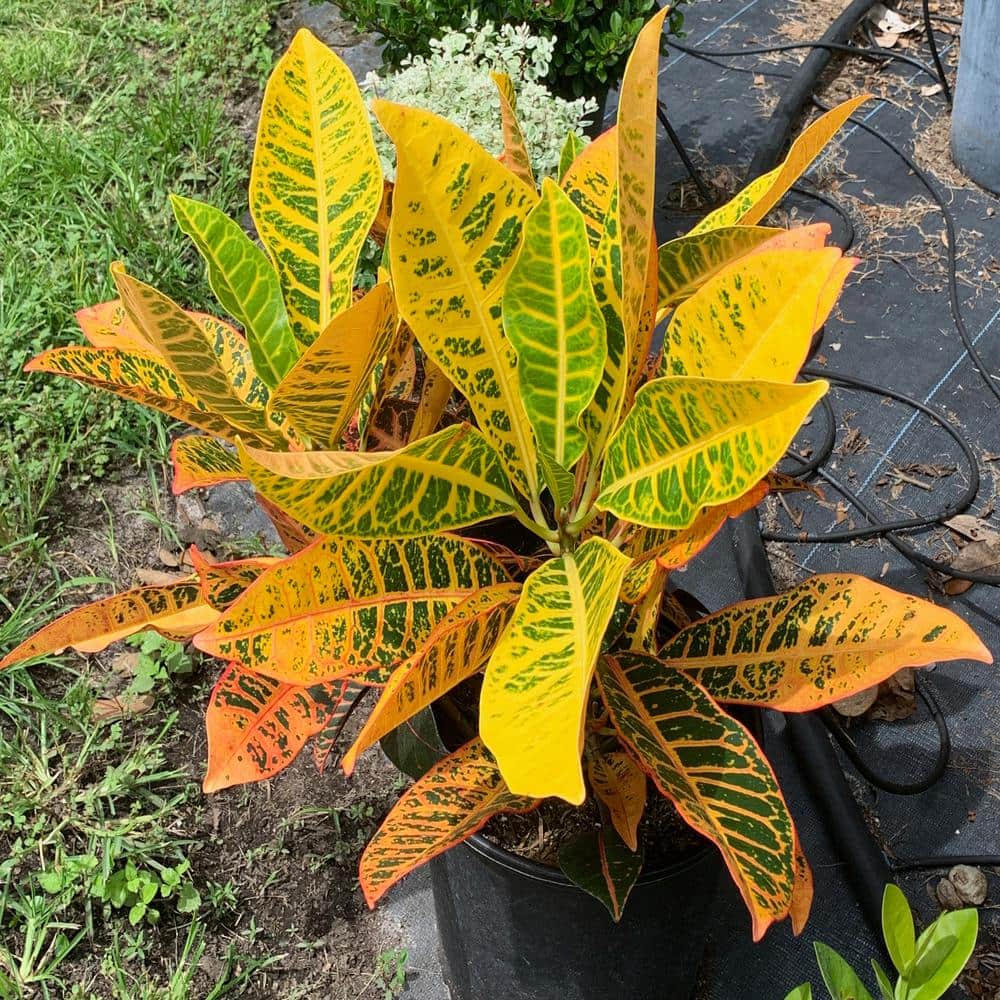 Petra Croton Large Indoor/Outdoor Bush with Multicolor Leaves