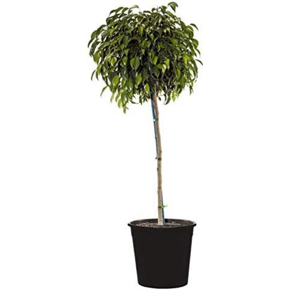 philodendron mayoi pflege Philodendron Mayoi Medium main image 1