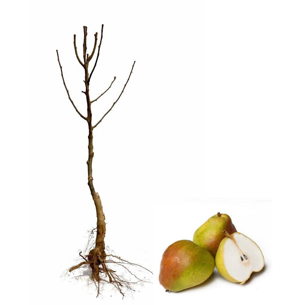 Online Orchards 3 ft. Comice Pear Tree with Self Fertile Red Blushed Fruit Used for High End Culinary FTPR202