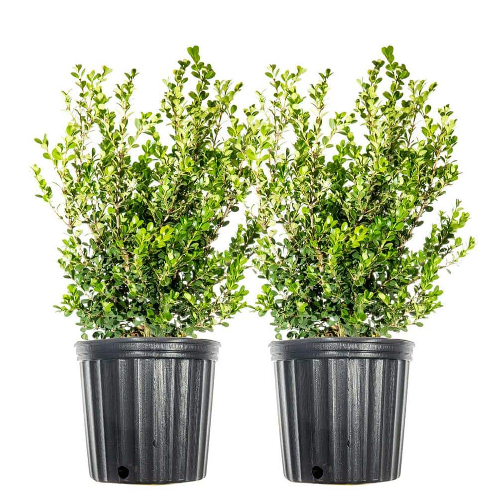 3 Gal. Japanese Boxwood Shrub (2-Pack) THD00013 - The Home Depot