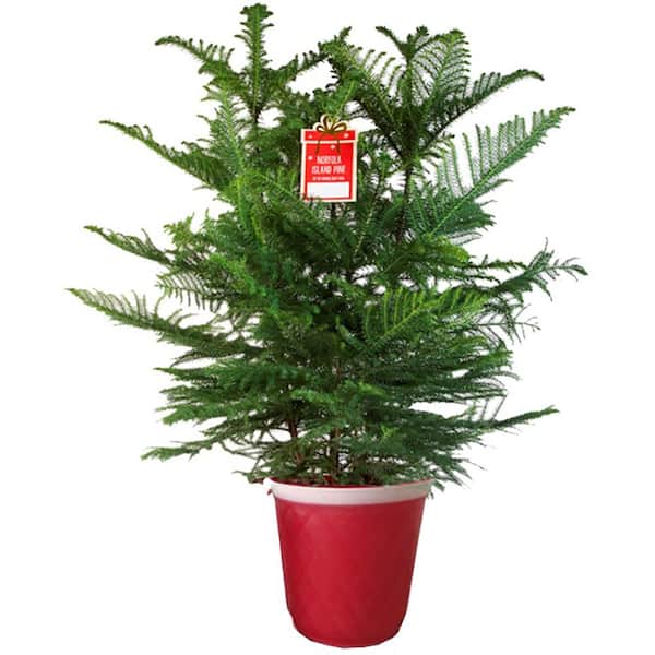 10 In Live Norfolk Island Pine Ar12pacf The Home Depot