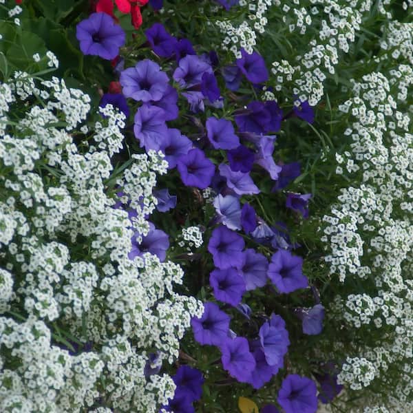 Proven Winners 4.25 in. Eco+ Grande Snow Princess Sweet Alyssum (Lobularia Hybrid) Live Annual Plant with White Flowers 4-Pack