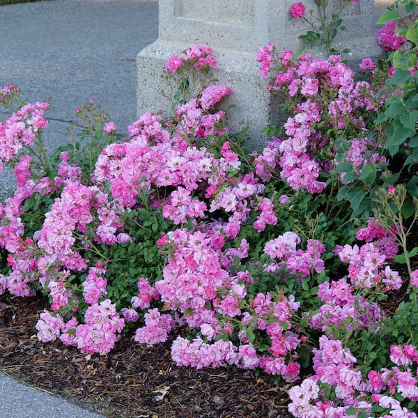 Pink♡Rose PROVEN WINNERS 2 Gal. Oso Easy Double Pink Rose with True