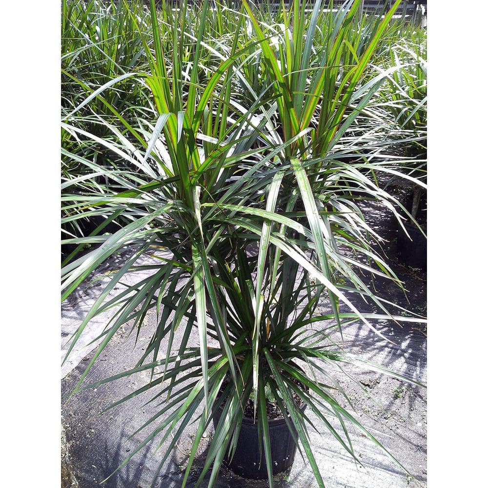 Large Green and Red Dracaena Marginata in Black Plastic Pot