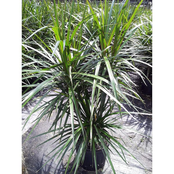 Wekiva Foliage Dracaena Marginata Bush-Live Plant in a 10 Inch Pot-Dracaena Marginata-Easy Care Indoor Air Cleaning Plant