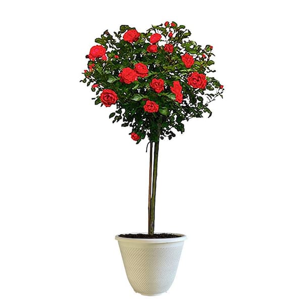 KNOCK OUT 12 in. Double Red Rose Plant with Red Flowers 17235