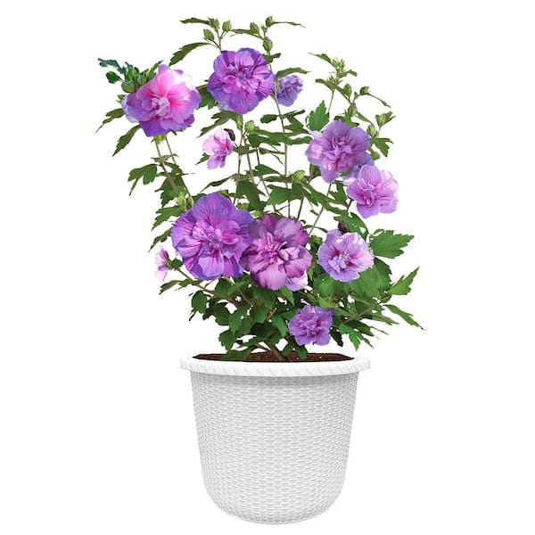 2 Gal. Dark Lavender Chiffon Rose of Sharon (Hibiscus) Shrub with Lavender Flowers in Decorative Container