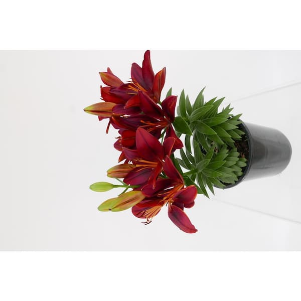 Unbranded Perennial Asiatic Lily Red 2.5 Qt. 4-Pack