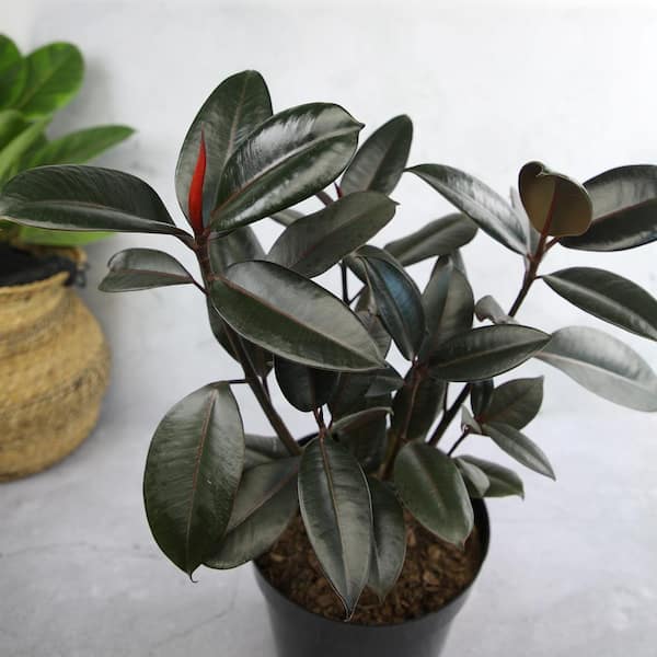 sansevieria plants for sale Sansevieria Cleopatra  Succulentasia
