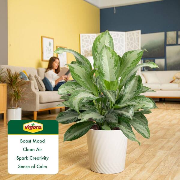 sparkling sarah aglaonema Sparkling Sarah Chinese Evergreen - 6" Pot