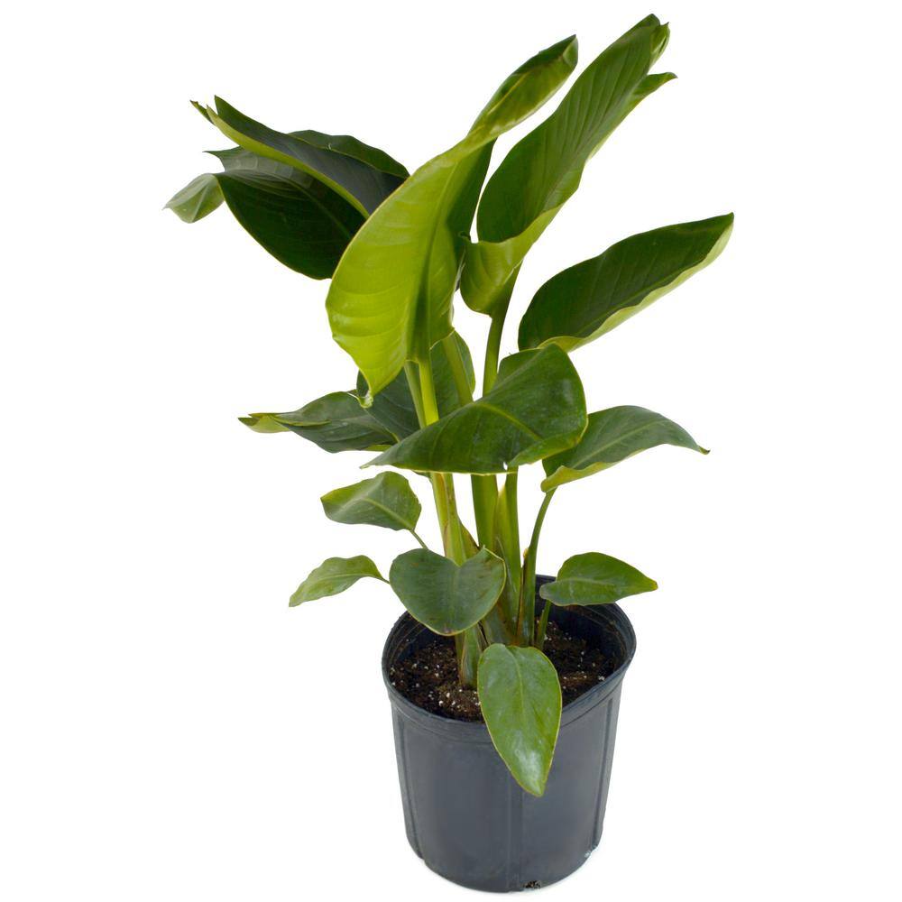 National Plant Network 6 in. Bird of Paradise Plant with